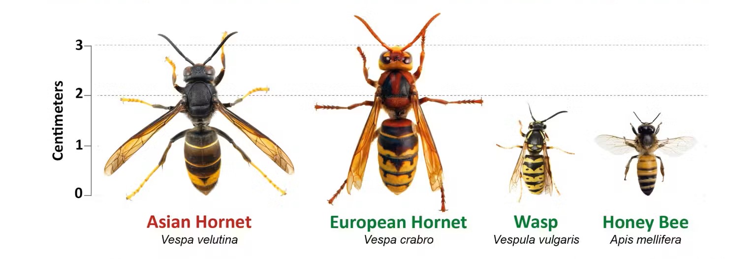 Asian hornet comparison chart with European hornet, wasp and honey bee