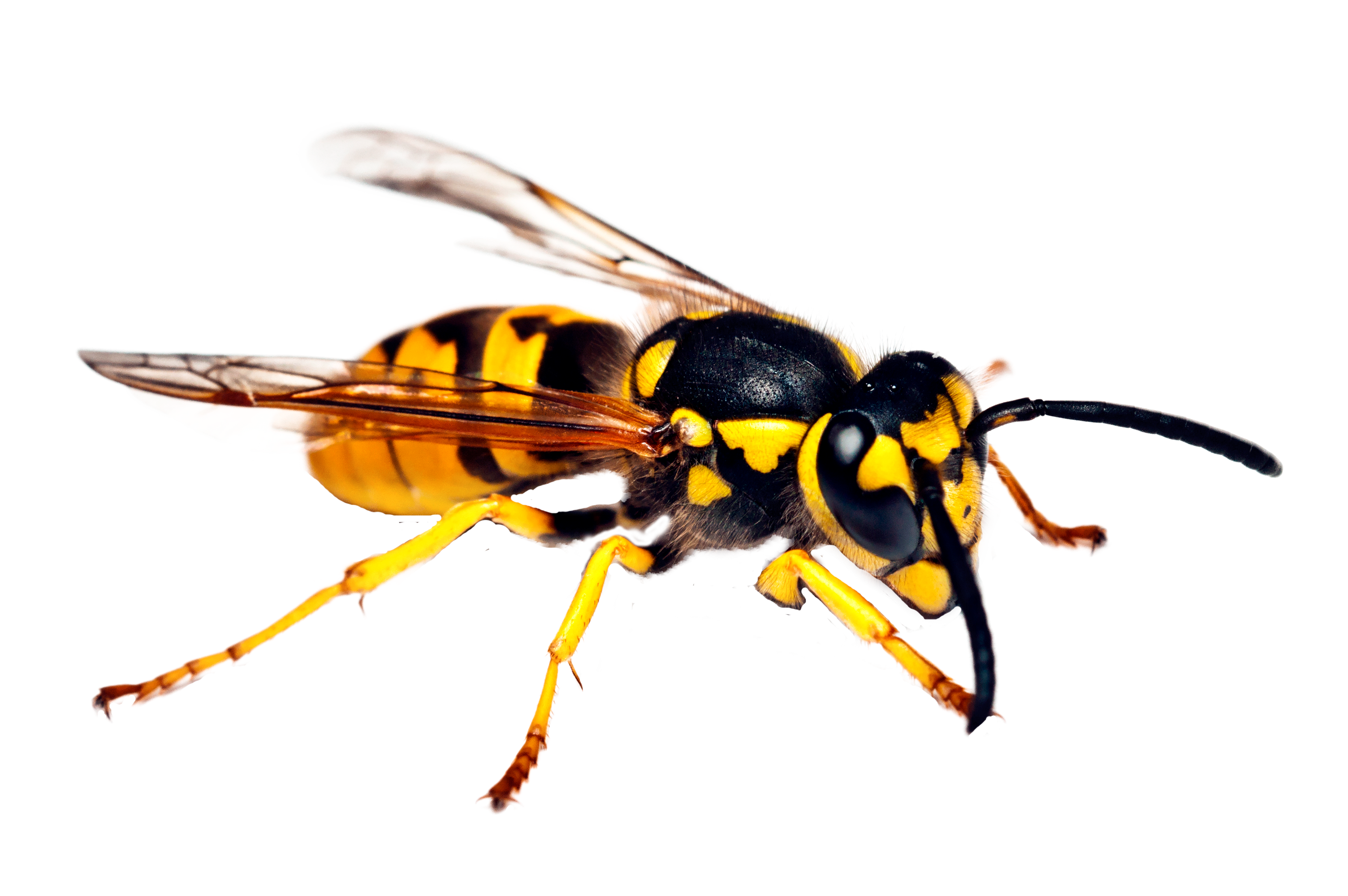 Common wasp is much smaller